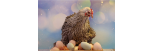 burdur merkez doğal yumurta satışı Çomak Yumurta